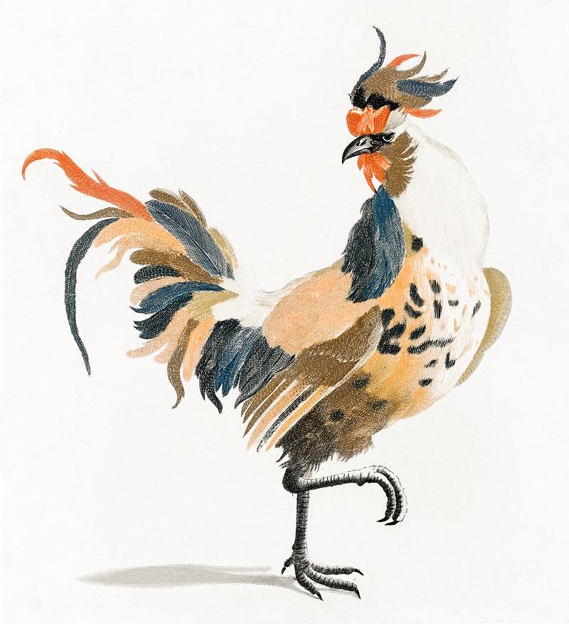 A Cock by Johan Teyler (1648-1709). Original from The Rijksmuseum. Digitally enhanced by rawpixel. A Cock by Johan Teyler (1648-1709). Original from The Rijksmuseum. Digitally enhanced by rawpixel.