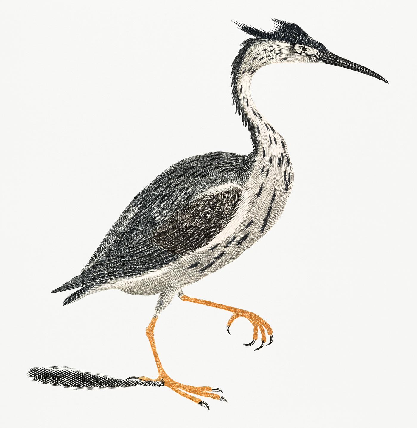 A Heron by Johan Teyler (1648-1709). Original from Rijks Museum. Digitally enhanced by rawpixel. A Heron by Johan Teyler (1648-1709). Original from Rijks Museum. Digitally enhanced by rawpixel.