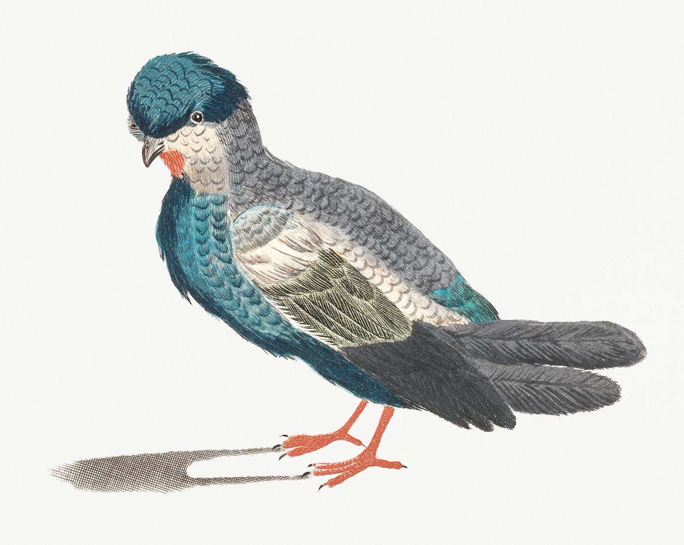 Pigeon by Johan Teyler (1648-1709). Original from Rijks Museum. Digitally enhanced by rawpixel. Pigeon by Johan Teyler (1648-1709). Original from Rijks Museum. Digitally enhanced by rawpixel.