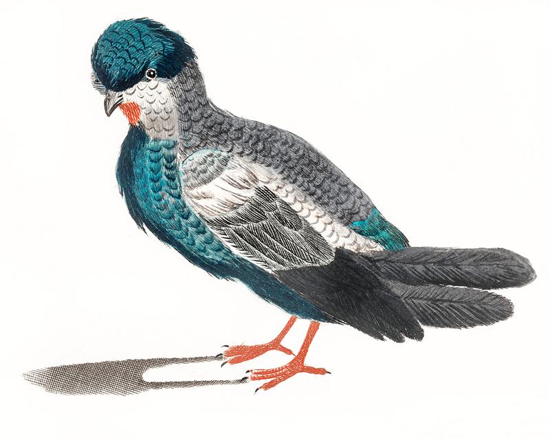 Pigeon by Johan Teyler (1648-1709). Original from The Rijksmuseum. Digitally enhanced by rawpixel. Pigeon by Johan Teyler (1648-1709). Original from The Rijksmuseum. Digitally enhanced by rawpixel.