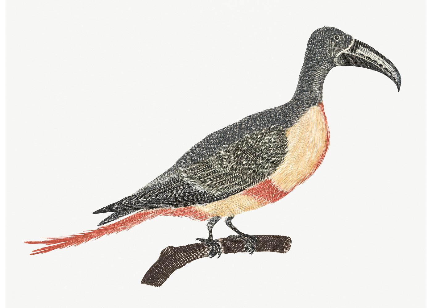 Bird with a long beek by Johan Teyler (1648-1709). Original from Rijks Museum. Digitally enhanced by rawpixel. Bird with a long beek by Johan Teyler (1648-1709). Original from Rijks Museum. Digitally enhanced by rawpixel.