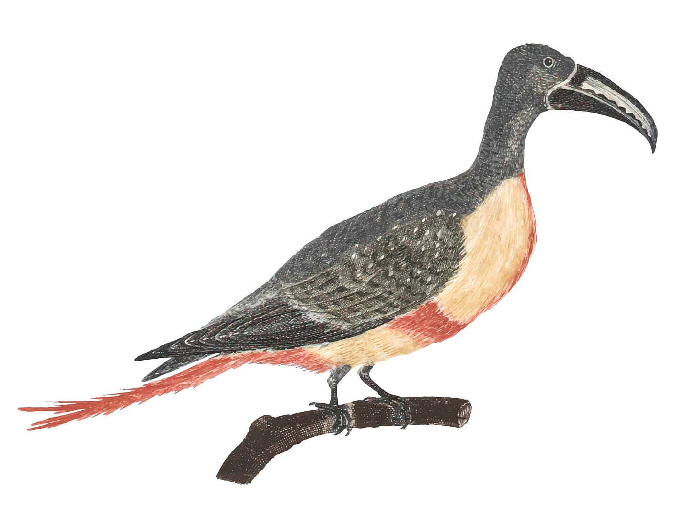 Bird with a long beek by Johan Teyler (1648-1709). Original from Rijks Museum. Digitally enhanced by rawpixel. Bird with a long beek by Johan Teyler (1648-1709). Original from Rijks Museum. Digitally enhanced by rawpixel.