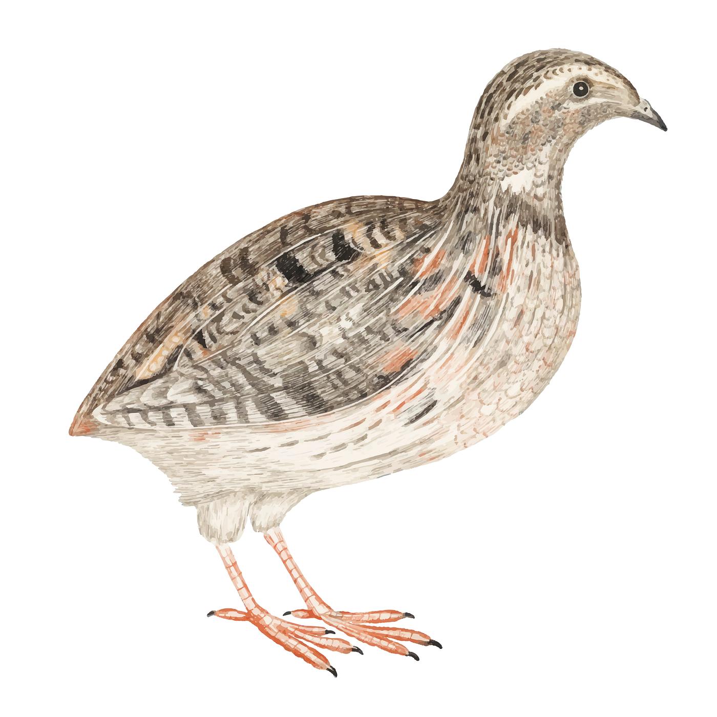 A Quail by Johan Teyler (1648-1709). Original from Rijks Museum. Digitally enhanced by rawpixel. A Quail by Johan Teyler (1648-1709). Original from Rijks Museum. Digitally enhanced by rawpixel.