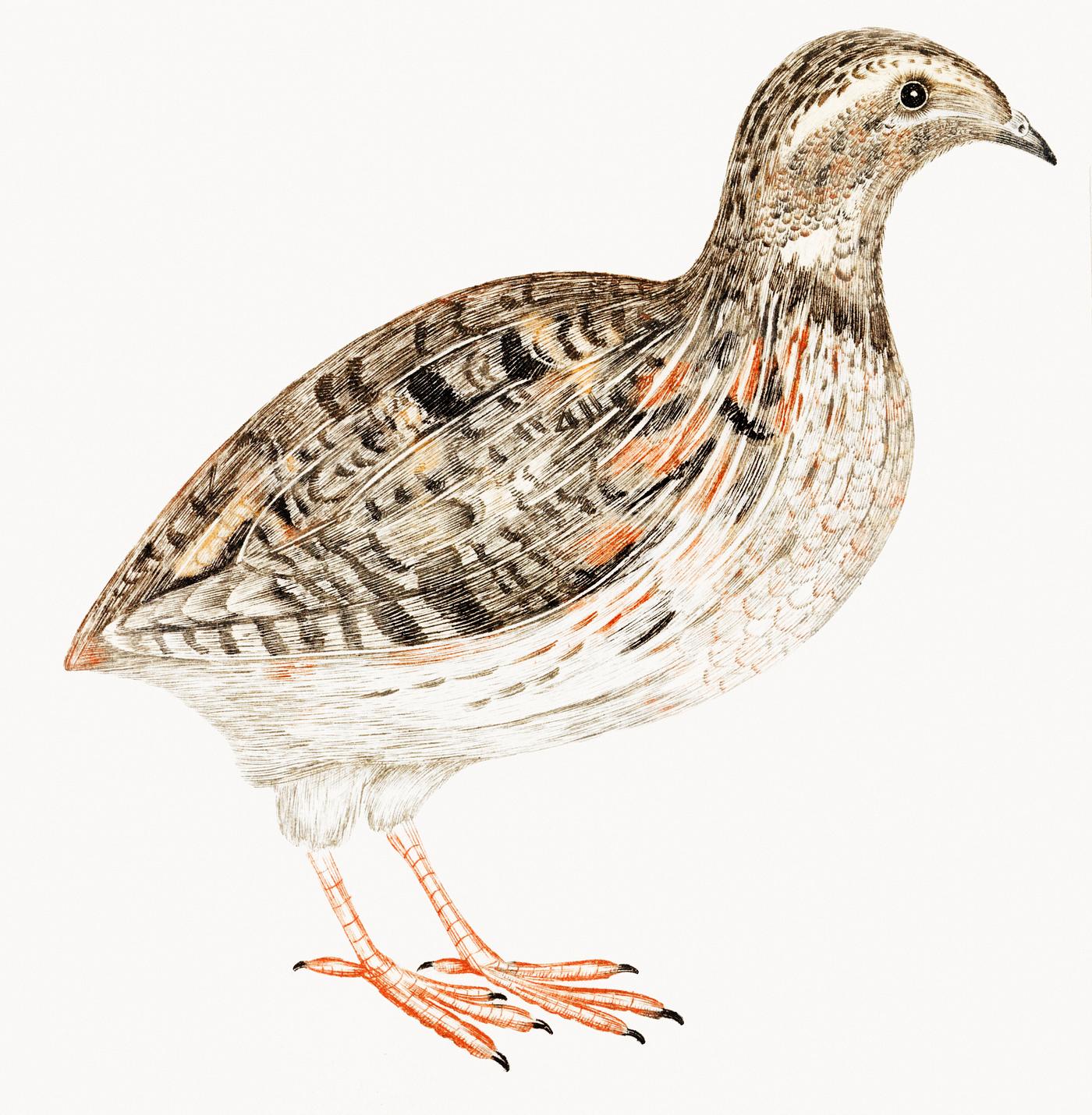 A Quail by Johan Teyler (1648-1709). Original from The Rijksmuseum. Digitally enhanced by rawpixel. A Quail by Johan Teyler (1648-1709). Original from The Rijksmuseum. Digitally enhanced by rawpixel.