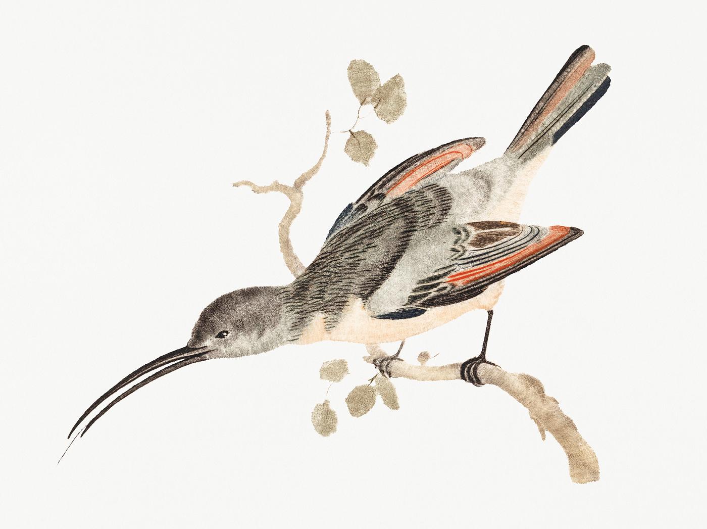 Hummingbird by Johan Teyler (1648-1709). Original from Rijks Museum. Digitally enhanced by rawpixel. Hummingbird by Johan Teyler (1648-1709). Original from Rijks Museum. Digitally enhanced by rawpixel.
