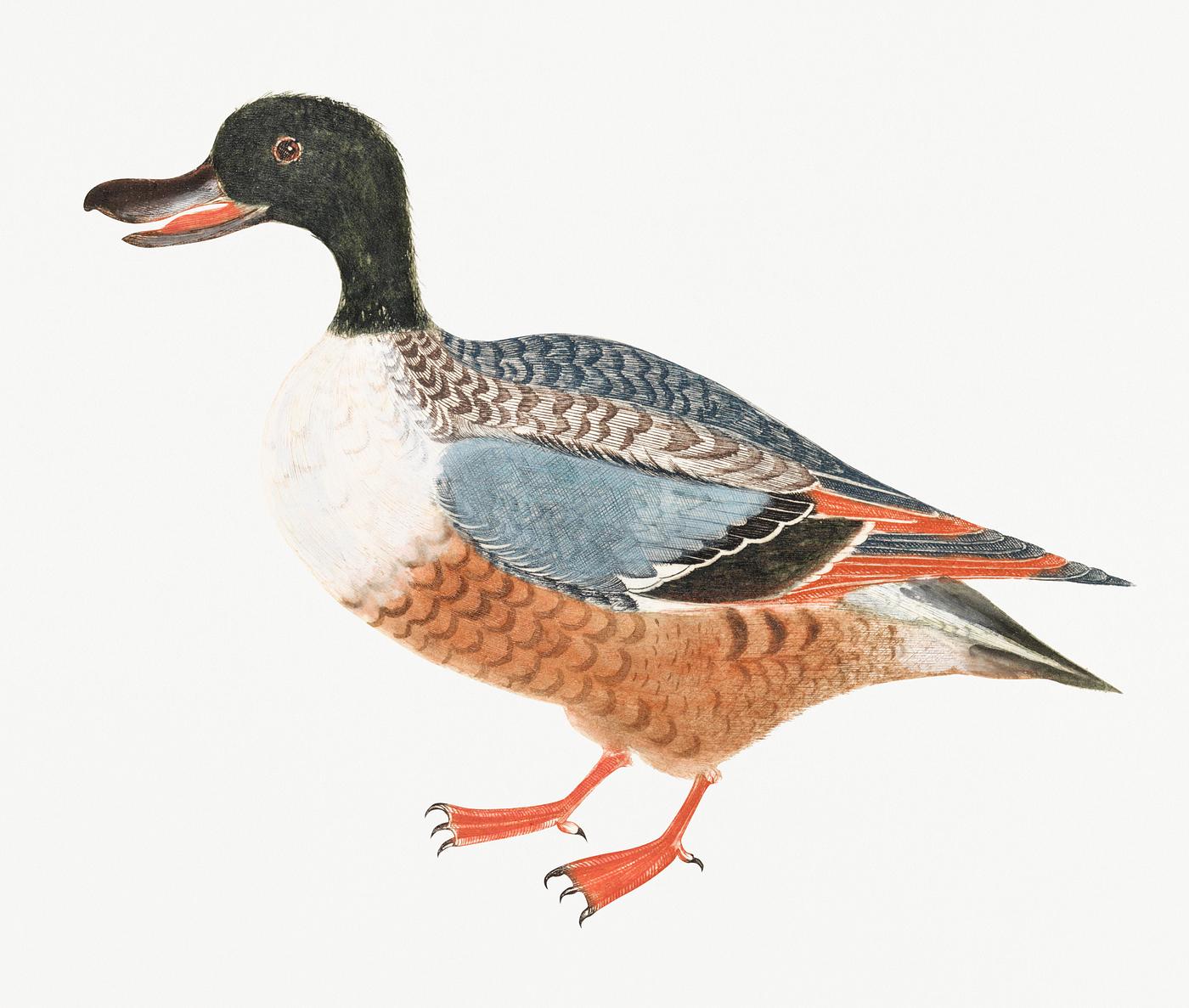 Northern shoveler by Johan Teyler (1648-1709). Original from Rijks Museum. Digitally enhanced by rawpixel. Northern shoveler by Johan Teyler (1648-1709). Original from Rijks Museum. Digitally enhanced by rawpixel.
