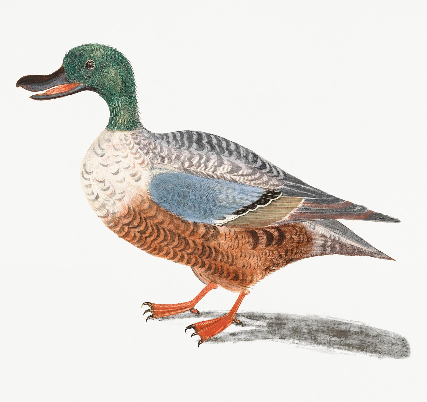 Northern shoveler by Johan Teyler (1648-1709). Original from Rijks Museum. Digitally enhanced by rawpixel. Northern shoveler by Johan Teyler (1648-1709). Original from Rijks Museum. Digitally enhanced by rawpixel.