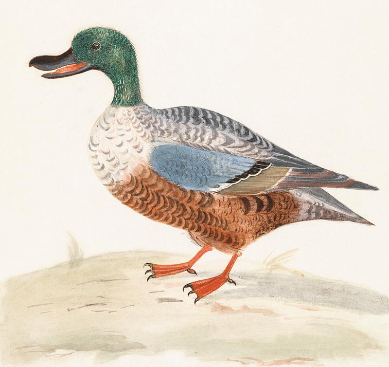 Northern shoveler by Johan Teyler (1648-1709). Original from The Rijksmuseum. Digitally enhanced by rawpixel. Northern shoveler by Johan Teyler (1648-1709). Original from The Rijksmuseum. Digitally enhanced by rawpixel.