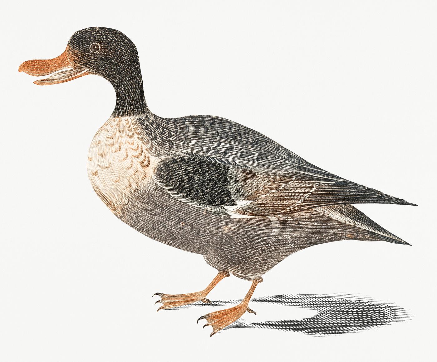 Northern shoveler by Johan Teyler (1648-1709). Original from Rijks Museum. Digitally enhanced by rawpixel. Northern shoveler by Johan Teyler (1648-1709). Original from Rijks Museum. Digitally enhanced by rawpixel.
