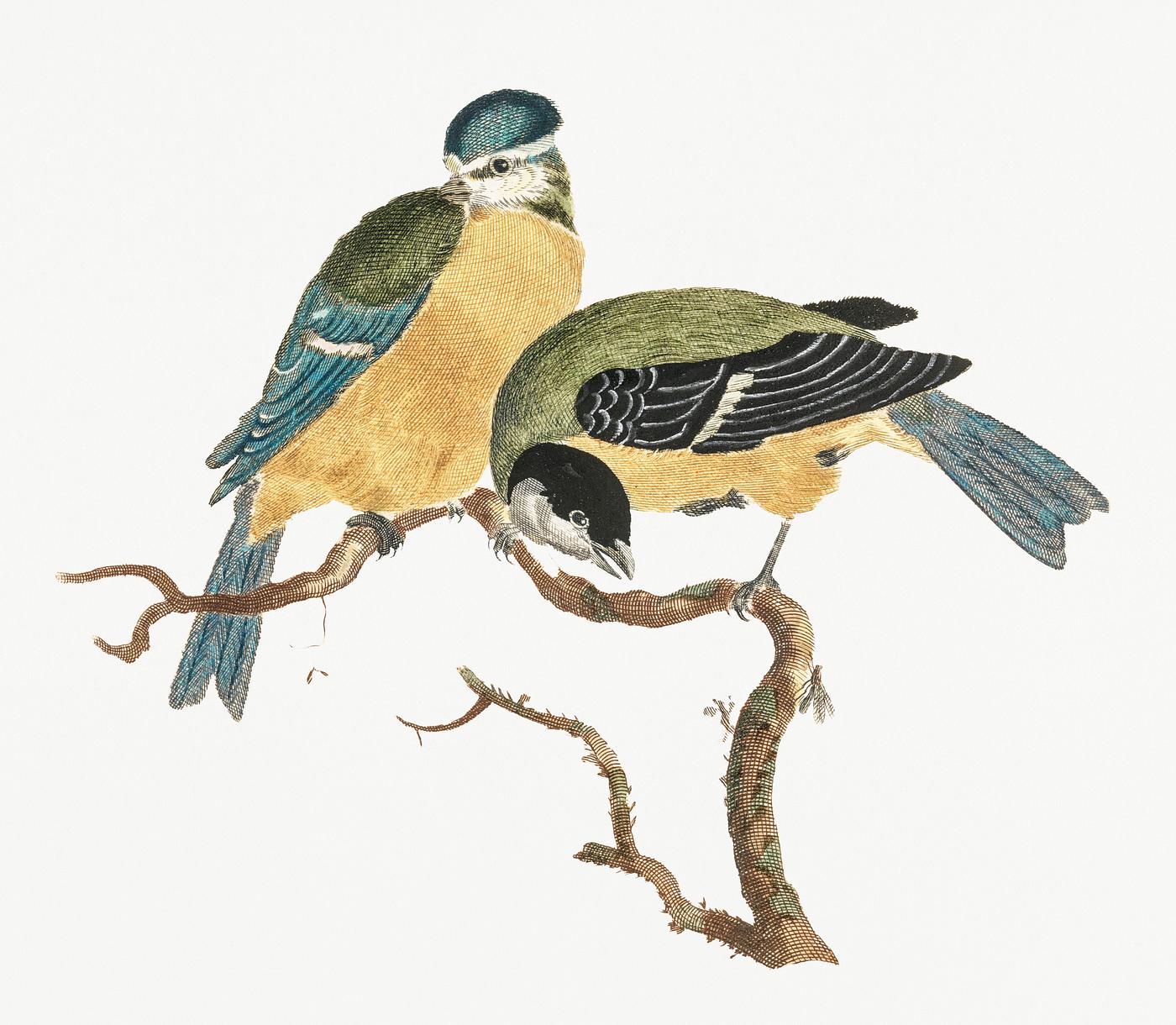 A Blue Tit and a Great Tit by Johan Teyler (1648-1709). Original from Rijks Museum. Digitally enhanced by rawpixel. A Blue Tit and a Great Tit by Johan Teyler (1648-1709). Original from Rijks Museum. Digitally enhanced by rawpixel.