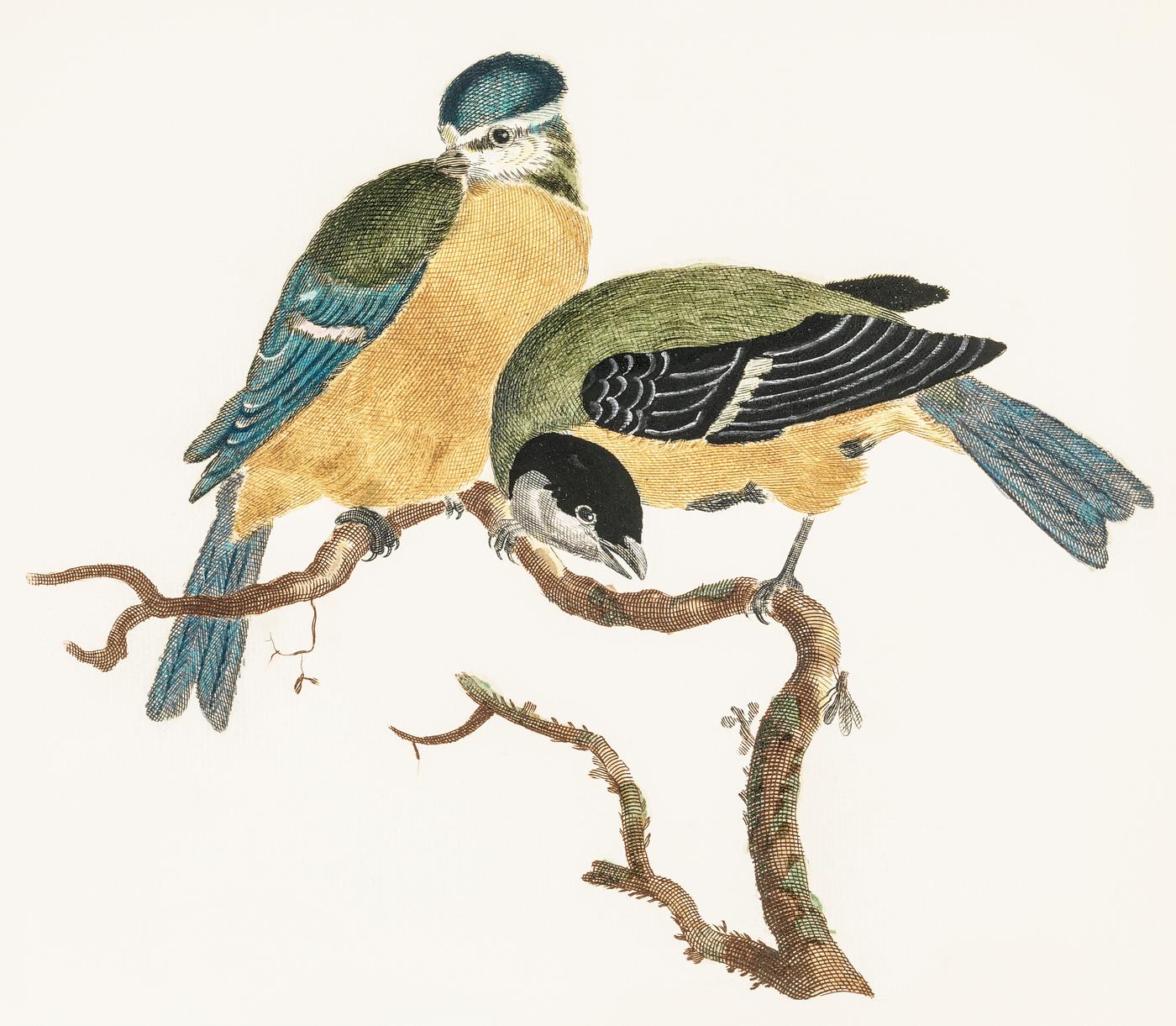 A Blue Tit and a Great Tit by Johan Teyler (1648-1709). Original from The Rijksmuseum. Digitally enhanced by rawpixel. A Blue Tit and a Great Tit by Johan Teyler (1648-1709). Original from The Rijksmuseum. Digitally enhanced by rawpixel.
