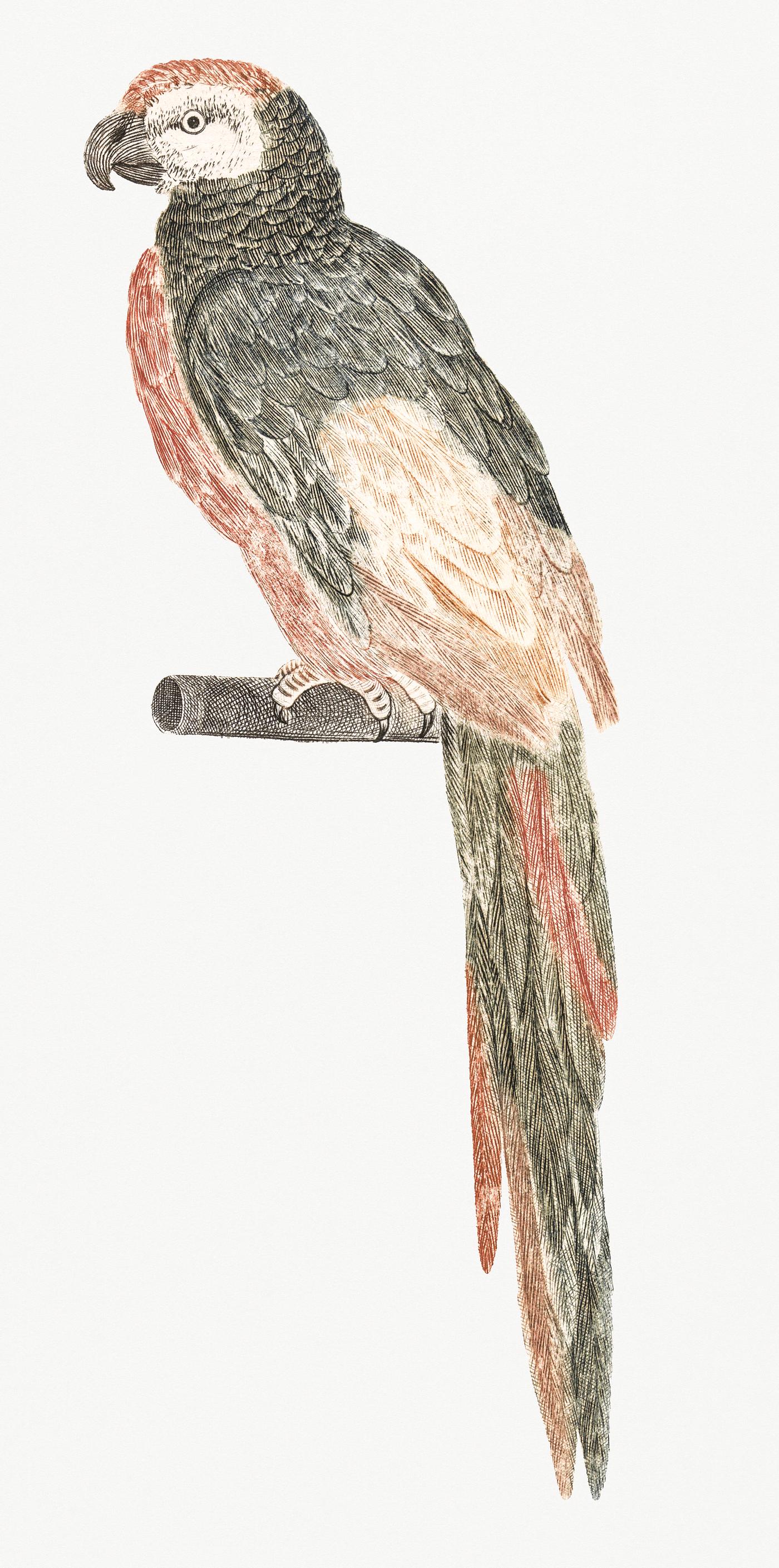 A Parrot by Johan Teyler (1648-1709). Original from Rijks Museum. Digitally enhanced by rawpixel. A Parrot by Johan Teyler (1648-1709). Original from Rijks Museum. Digitally enhanced by rawpixel.