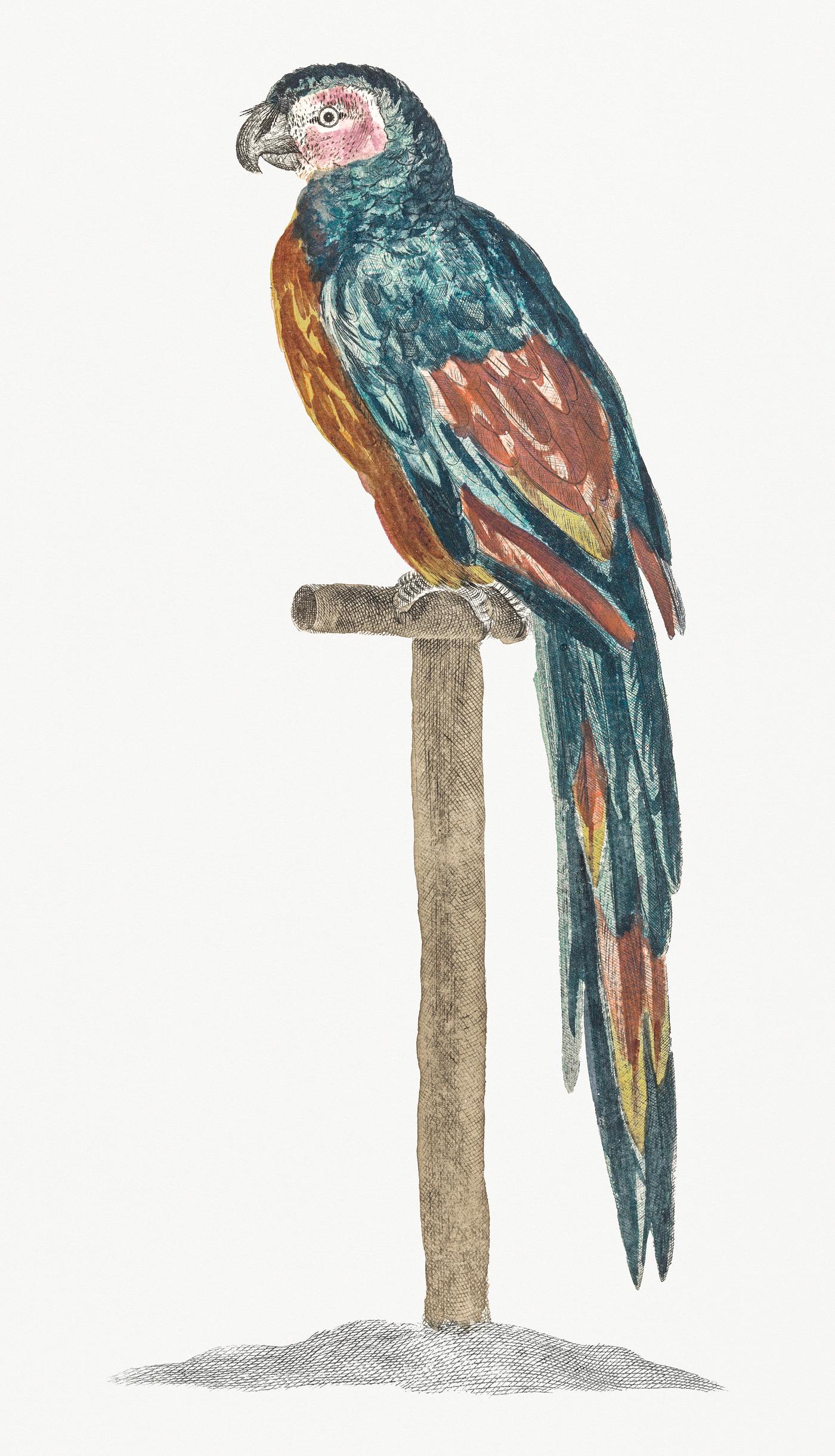 A Parrot by Johan Teyler (1648-1709). Original from Rijks Museum. Digitally enhanced by rawpixel. A Parrot by Johan Teyler (1648-1709). Original from Rijks Museum. Digitally enhanced by rawpixel.