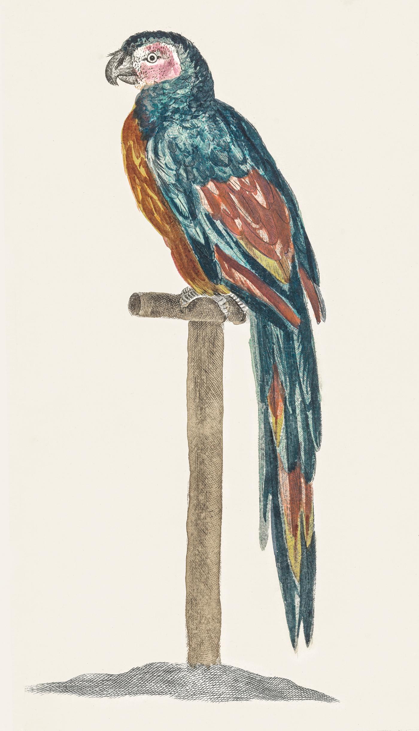 A Parrot by Johan Teyler (1648-1709). Original from The Rijksmuseum. Digitally enhanced by rawpixel. A Parrot by Johan Teyler (1648-1709). Original from The Rijksmuseum. Digitally enhanced by rawpixel.