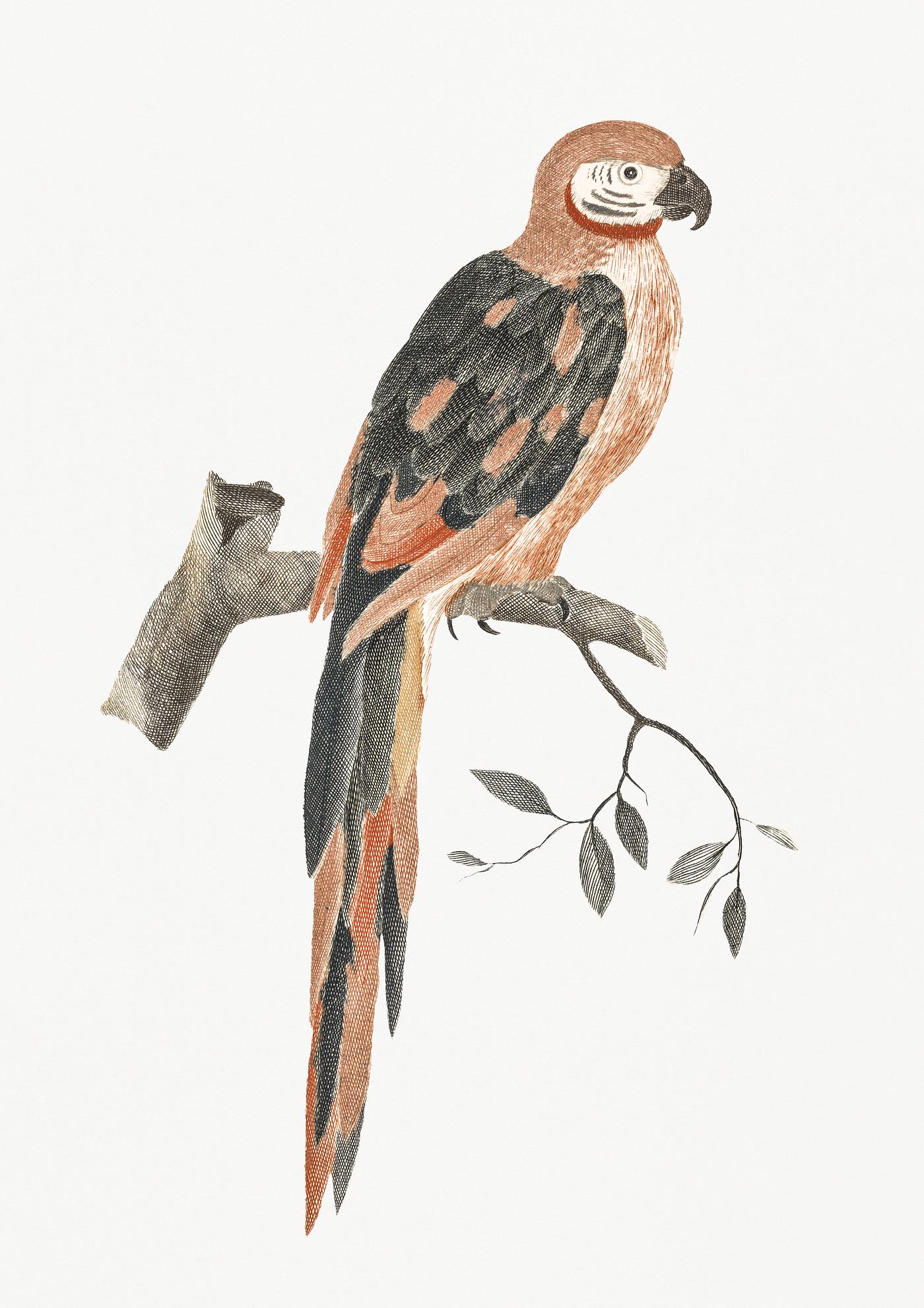 A Parrot on a Branch by Johan Teyler (1648-1709). Original from Rijks Museum. Digitally enhanced by rawpixel. A Parrot on a Branch by Johan Teyler (1648-1709). Original from Rijks Museum. Digitally enhanced by rawpixel.