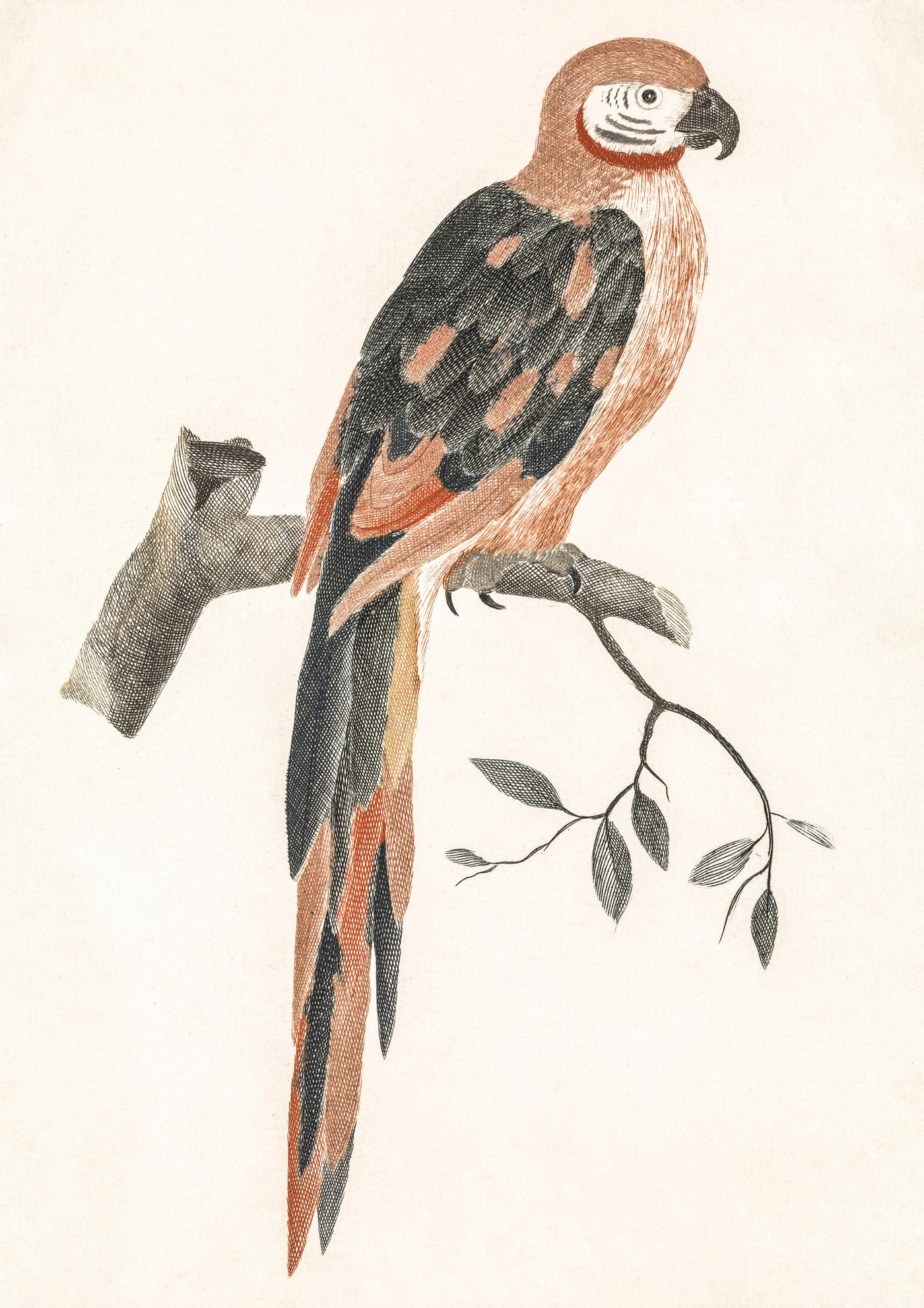 A Parrot on a Branch by Johan Teyler (1648-1709). Original from The Rijksmuseum. Digitally enhanced by rawpixel. A Parrot on a Branch by Johan Teyler (1648-1709). Original from The Rijksmuseum. Digitally enhanced by rawpixel.