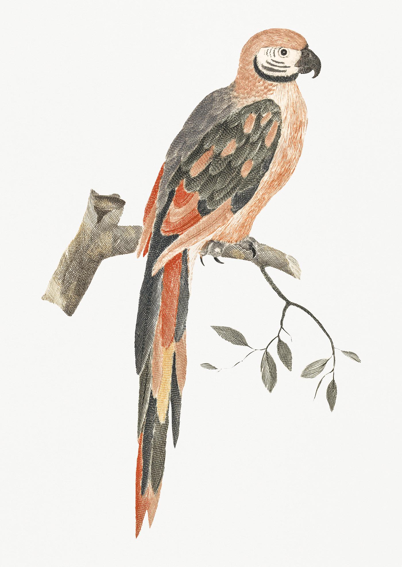 A Parrot on a Branch by Johan Teyler (1648-1709). Original from Rijks Museum. Digitally enhanced by rawpixel. A Parrot on a Branch by Johan Teyler (1648-1709). Original from Rijks Museum. Digitally enhanced by rawpixel.