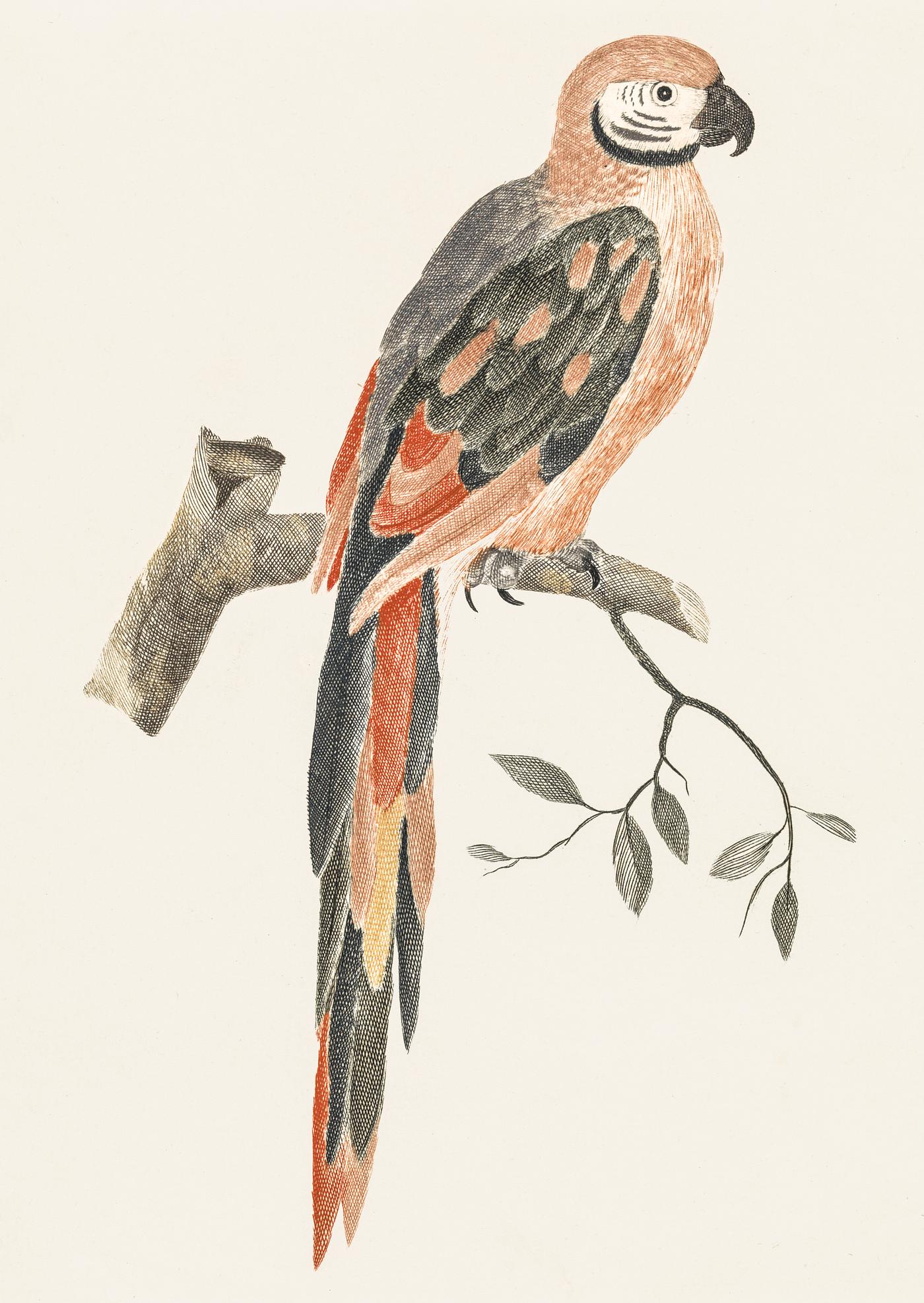 A Parrot on a Branch by Johan Teyler (1648-1709). Original from The Rijksmuseum. Digitally enhanced by rawpixel. A Parrot on a Branch by Johan Teyler (1648-1709). Original from The Rijksmuseum. Digitally enhanced by rawpixel.