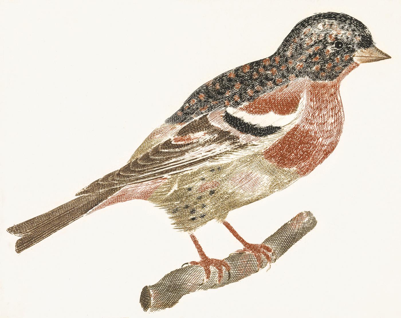 Bullfinch by Johan Teyler (1648-1709). Original from The Rijksmuseum. Digitally enhanced by rawpixel. Bullfinch by Johan Teyler (1648-1709). Original from The Rijksmuseum. Digitally enhanced by rawpixel.