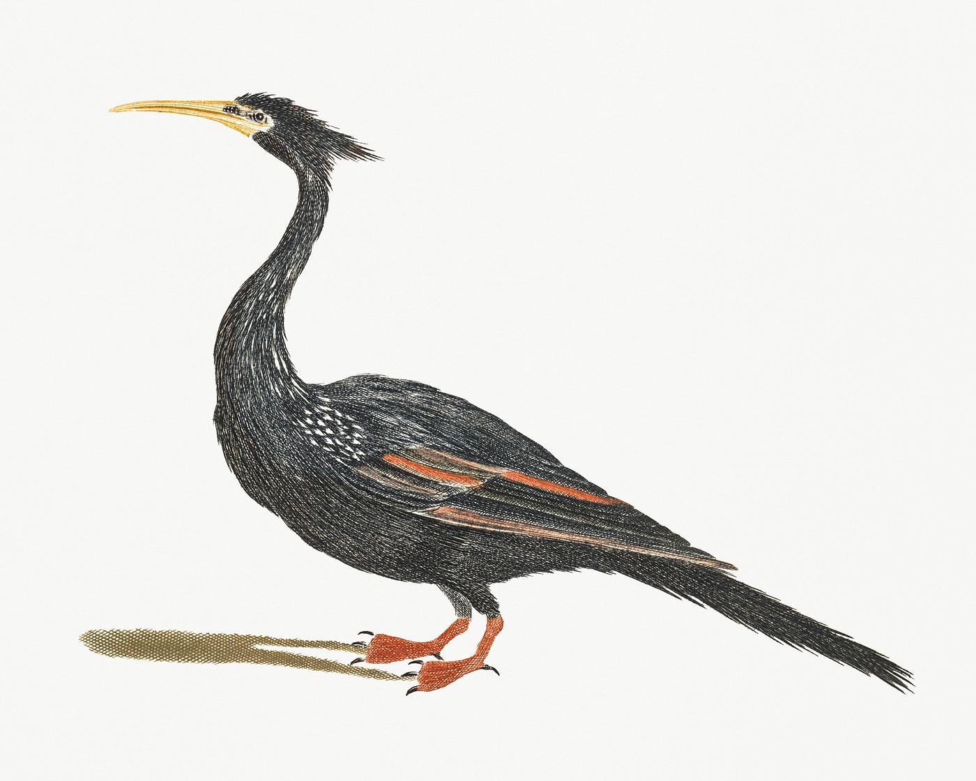 Water Bird by Johan Teyler (1648-1709). Original from Rijks Museum. Digitally enhanced by rawpixel. Water Bird by Johan Teyler (1648-1709). Original from Rijks Museum. Digitally enhanced by rawpixel.