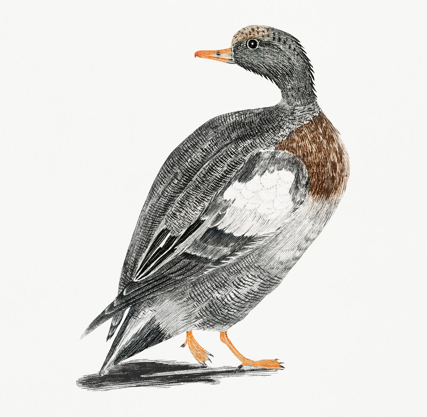 A Duck by Johan Teyler (1648-1709). Original from Rijks Museum. Digitally enhanced by rawpixel. A Duck by Johan Teyler (1648-1709). Original from Rijks Museum. Digitally enhanced by rawpixel.
