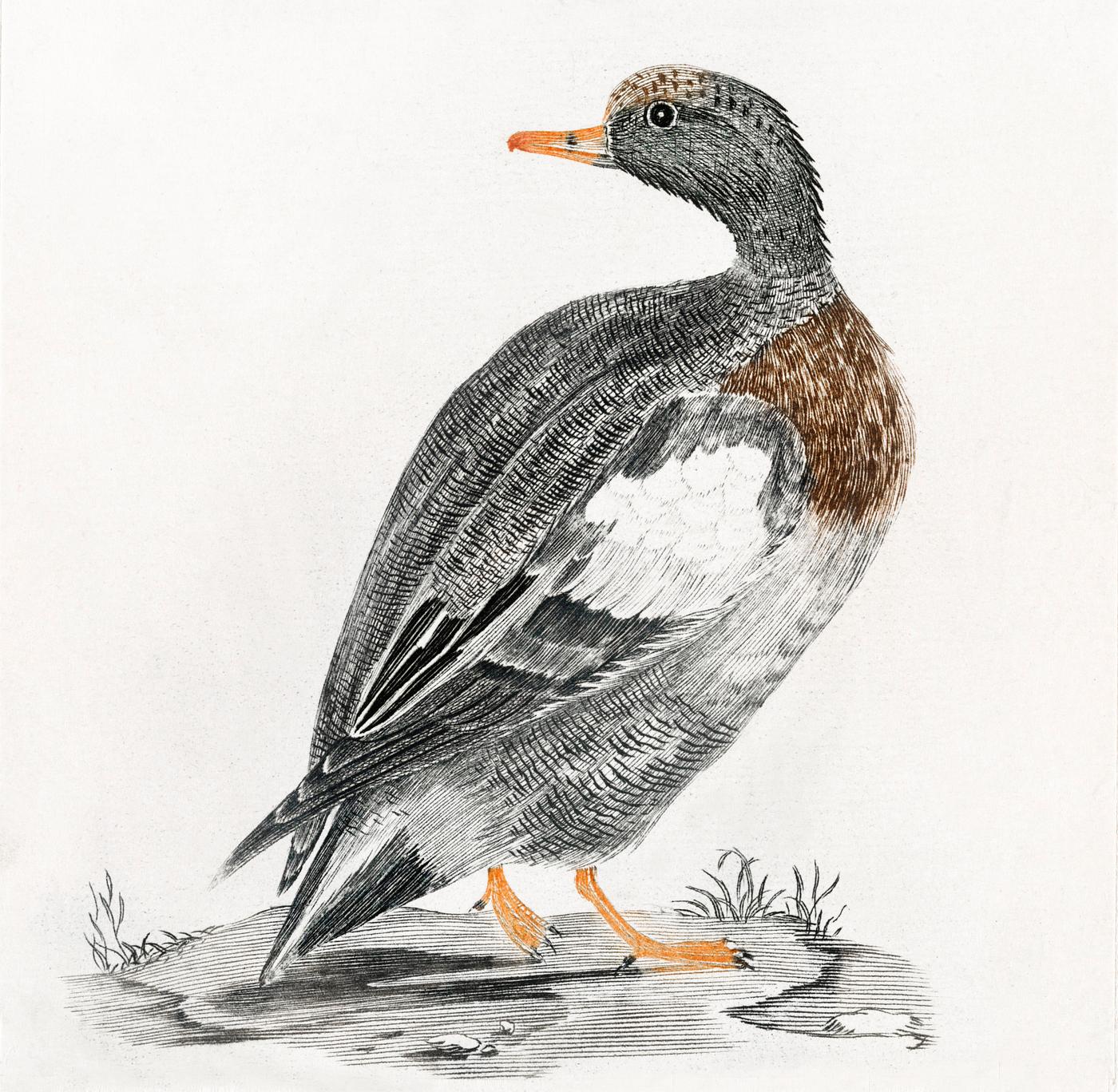 A Duck by Johan Teyler (1648-1709). Original from The Rijksmuseum. Digitally enhanced by rawpixel. A Duck by Johan Teyler (1648-1709). Original from The Rijksmuseum. Digitally enhanced by rawpixel.