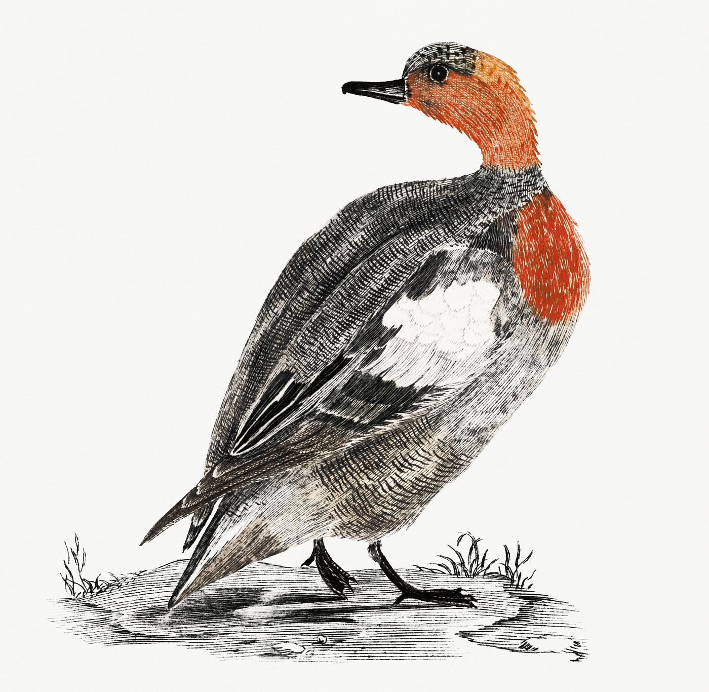 A Duck by Johan Teyler (1648-1709). Original from Rijks Museum. Digitally enhanced by rawpixel. A Duck by Johan Teyler (1648-1709). Original from Rijks Museum. Digitally enhanced by rawpixel.