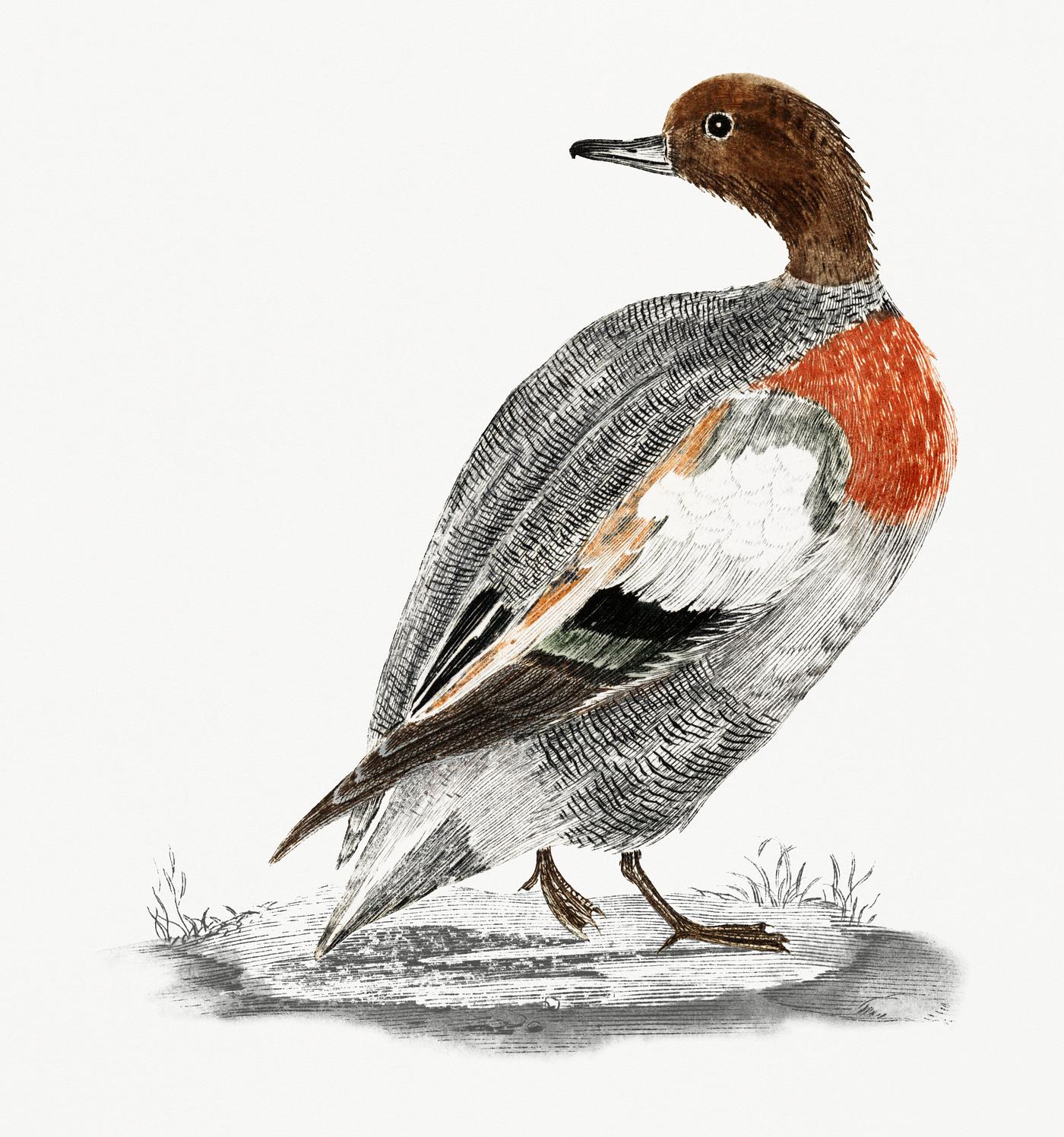 A Duck by Johan Teyler (1648-1709). Original from Rijks Museum. Digitally enhanced by rawpixel. A Duck by Johan Teyler (1648-1709). Original from Rijks Museum. Digitally enhanced by rawpixel.