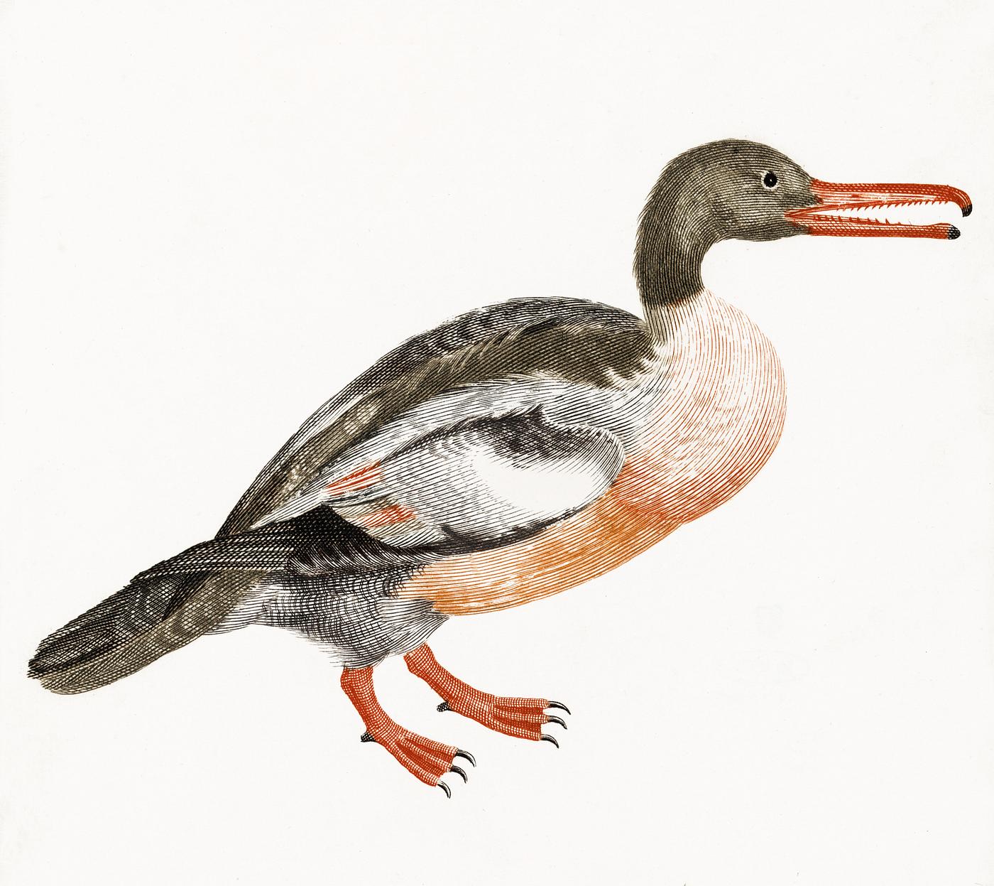 A Duck by Johan Teyler (1648-1709). Original from The Rijksmuseum. Digitally enhanced by rawpixel. A Duck by Johan Teyler (1648-1709). Original from The Rijksmuseum. Digitally enhanced by rawpixel.