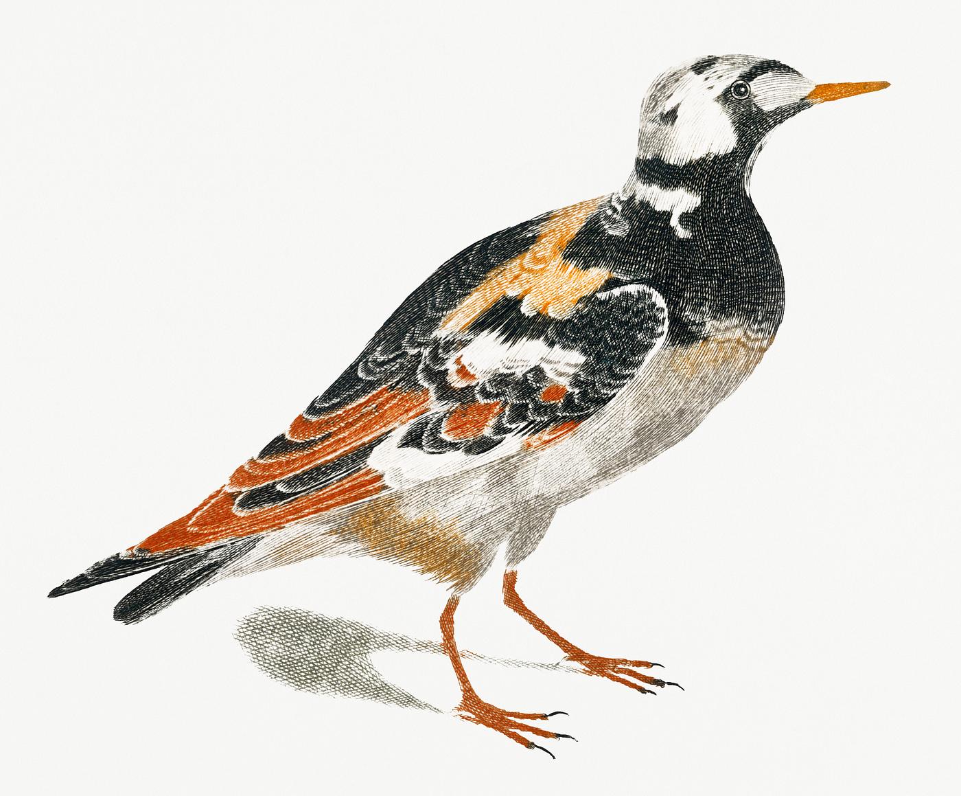 A Turnstone by Johan Teyler (1648-1709). Original from Rijks Museum. Digitally enhanced by rawpixel. A Turnstone by Johan Teyler (1648-1709). Original from Rijks Museum. Digitally enhanced by rawpixel.