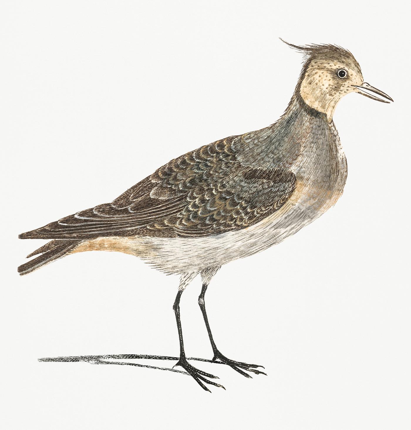 A Lapwing by Johan Teyler (1648-1709) Original from Rijks Museum. Digitally enhanced by rawpixel. A Lapwing by Johan Teyler (1648-1709) Original from Rijks Museum. Digitally enhanced by rawpixel.