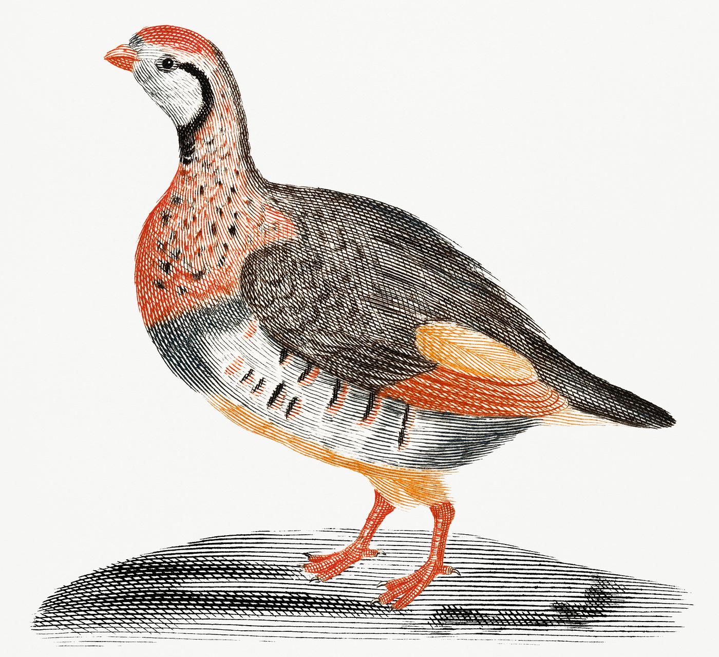 A Partridge by Johan Teyler (1648-1709). Original from Rijks Museum. Digitally enhanced by rawpixel. A Partridge by Johan Teyler (1648-1709). Original from Rijks Museum. Digitally enhanced by rawpixel.