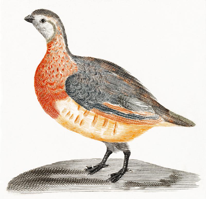 A Partridge by Johan Teyler (1648-1709). Original from The Rijksmuseum. Digitally enhanced by rawpixel. A Partridge by Johan Teyler (1648-1709). Original from The Rijksmuseum. Digitally enhanced by rawpixel.