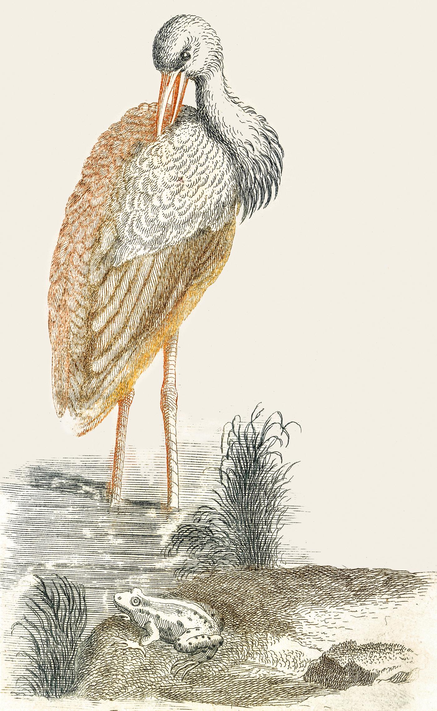 Stork and a frog (1688-1698) by Johan Teyler (1648-1709). Original from The Rijksmuseum. Digitally enhanced by rawpixel. Stork and a frog (1688-1698) by Johan Teyler (1648-1709). Original from The Rijksmuseum. Digitally enhanced by rawpixel.