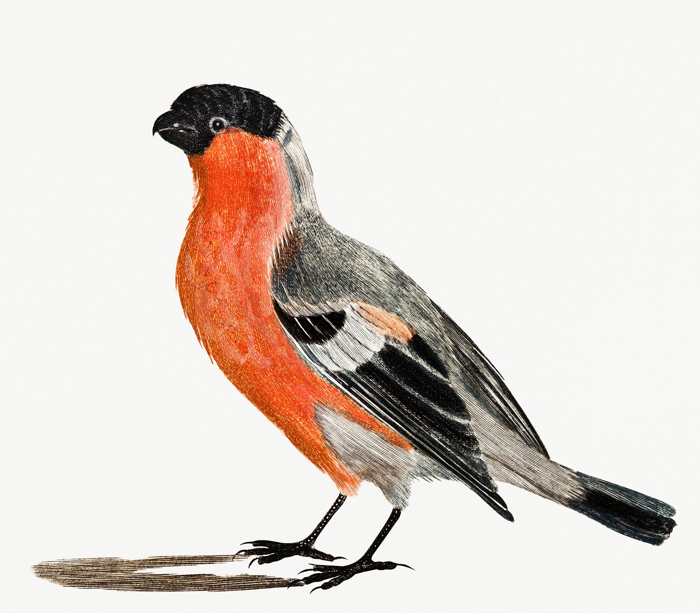 A Bullfinch by Johan Teyler (1648-1709). Original from Rijks Museum. Digitally enhanced by rawpixel. A Bullfinch by Johan Teyler (1648-1709). Original from Rijks Museum. Digitally enhanced by rawpixel.