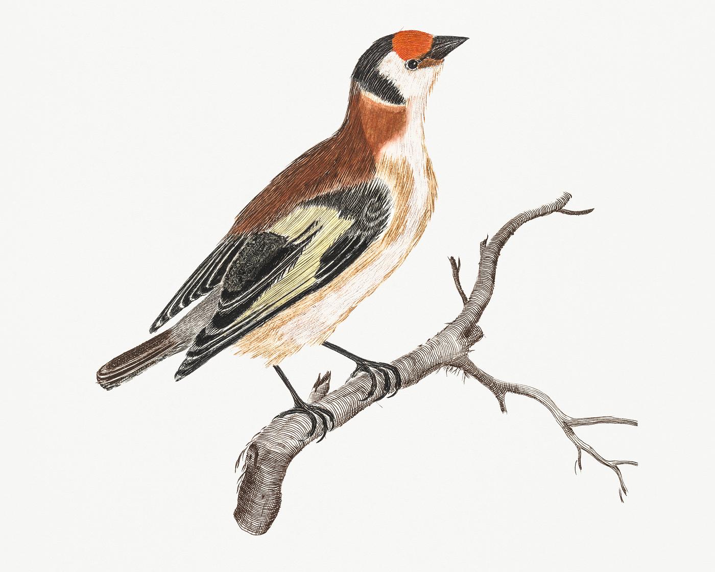 Goldfinch by Johan Teyler (1648-1709). Original from Rijks Museum. Digitally enhanced by rawpixel. Goldfinch by Johan Teyler (1648-1709). Original from Rijks Museum. Digitally enhanced by rawpixel.