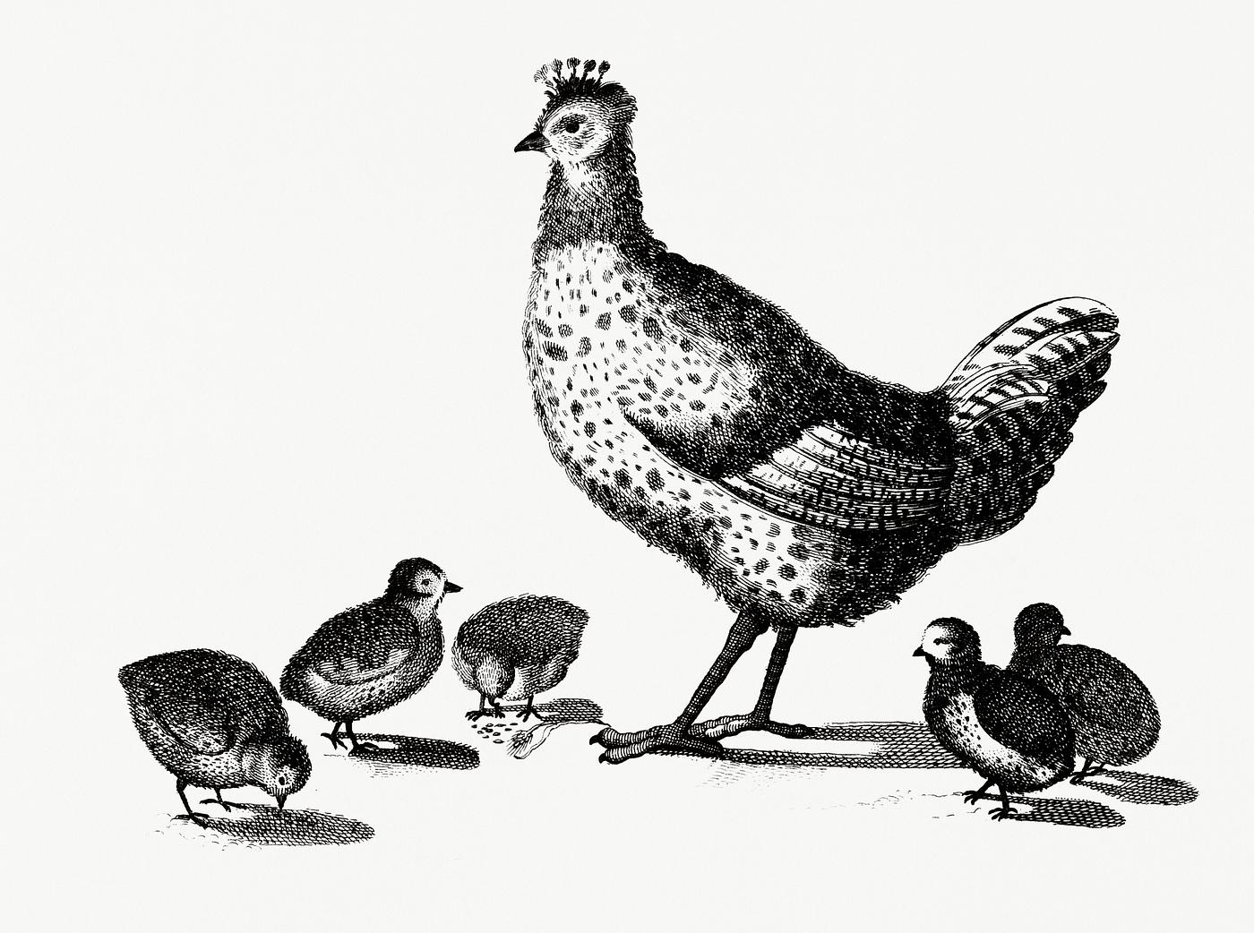 Chickens by Johan Teyler (1648-1709). Original from Rijks Museum. Digitally enhanced by rawpixel. Chickens by Johan Teyler (1648-1709). Original from Rijks Museum. Digitally enhanced by rawpixel.