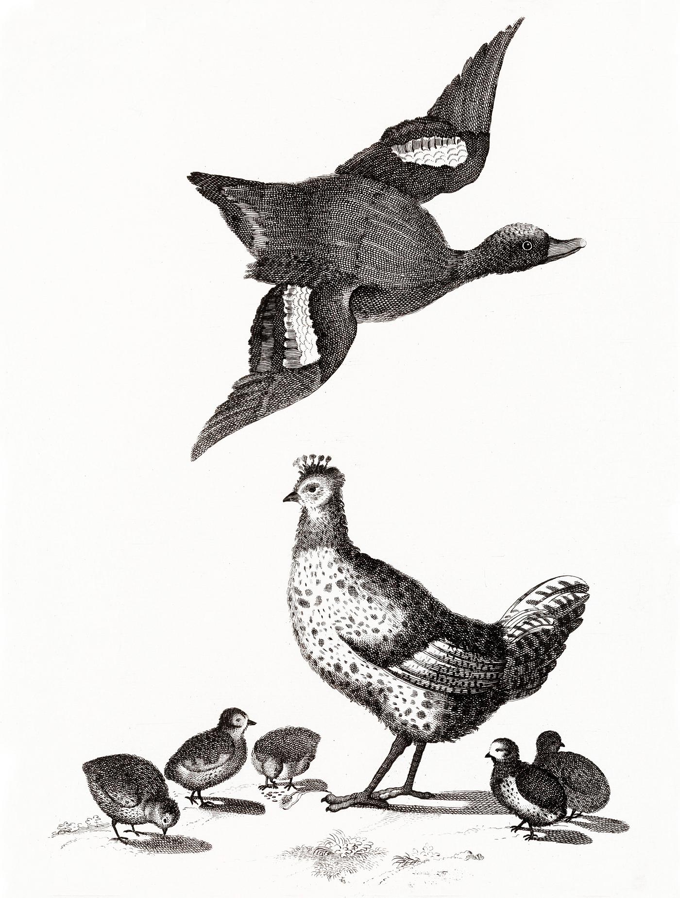 Chickens and a duck by Johan Teyler (1648-1709). Original from The Rijksmuseum. Digitally enhanced by rawpixel. Chickens and a duck by Johan Teyler (1648-1709). Original from The Rijksmuseum. Digitally enhanced by rawpixel.