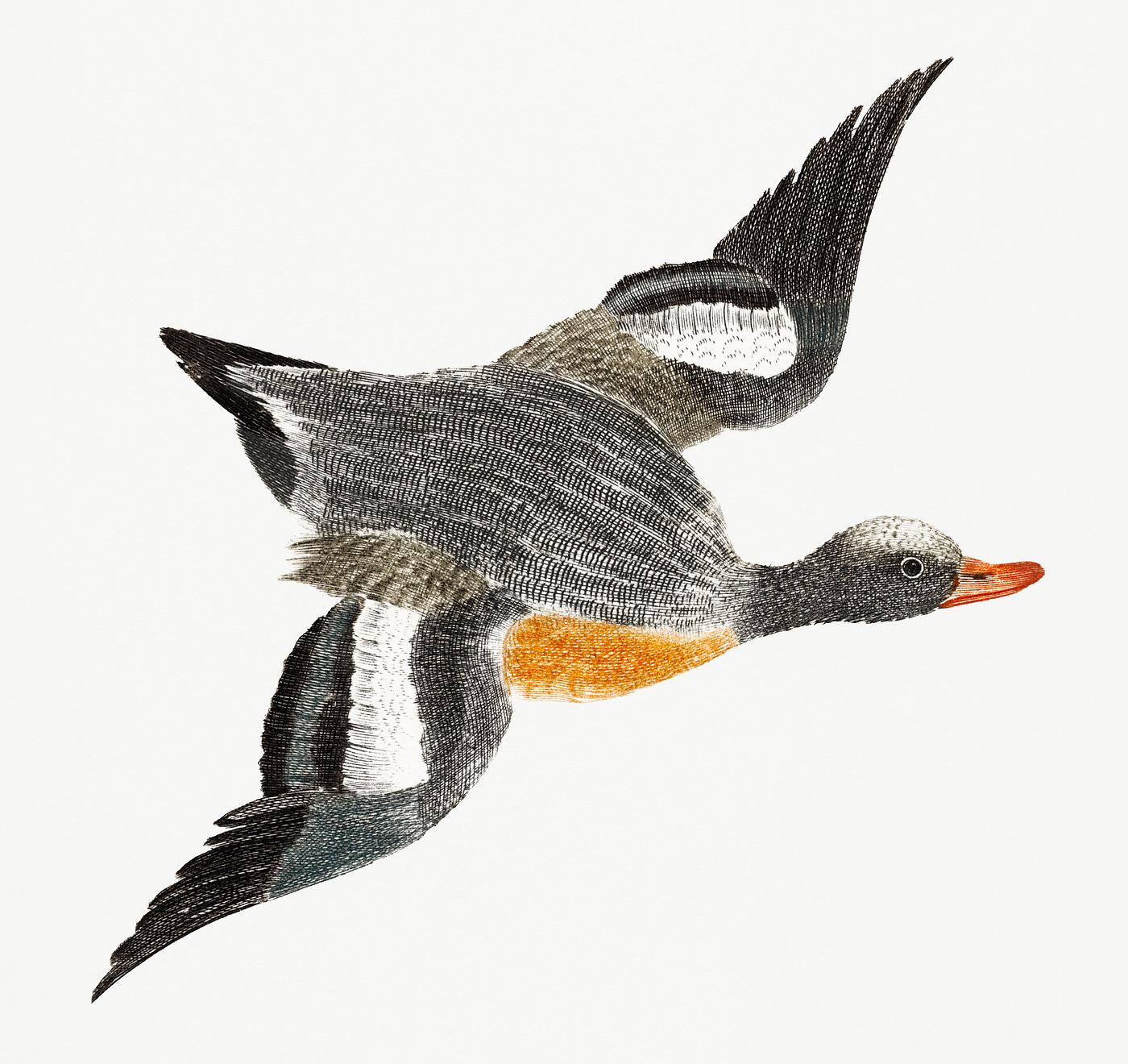 Flying Wigeon by Johan Teyler (1648-1709). Original from Rijks Museum. Digitally enhanced by rawpixel. Flying Wigeon by Johan Teyler (1648-1709). Original from Rijks Museum. Digitally enhanced by rawpixel.