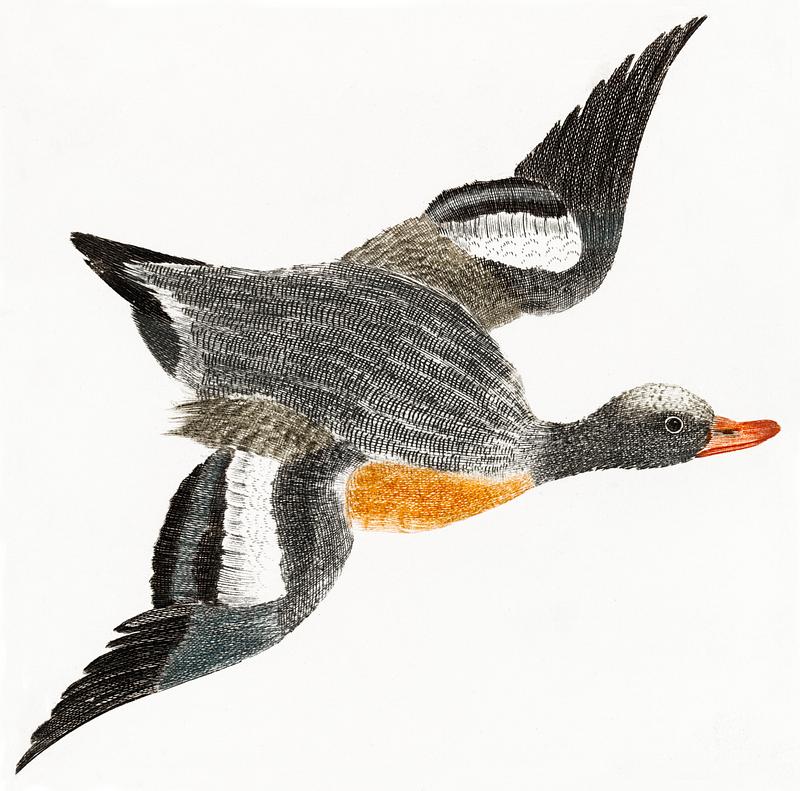 Flying Wigeon by Johan Teyler (1648-1709). Original from The Rijksmuseum. Digitally enhanced by rawpixel. Flying Wigeon by Johan Teyler (1648-1709). Original from The Rijksmuseum. Digitally enhanced by rawpixel.
