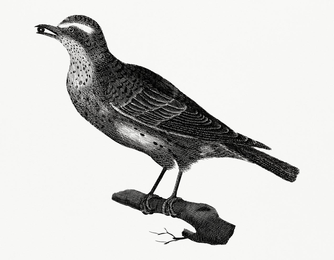 Thrush by Johan Teyler (1648-1709). Original from Rijks Museum. Digitally enhanced by rawpixel. Thrush by Johan Teyler (1648-1709). Original from Rijks Museum. Digitally enhanced by rawpixel.