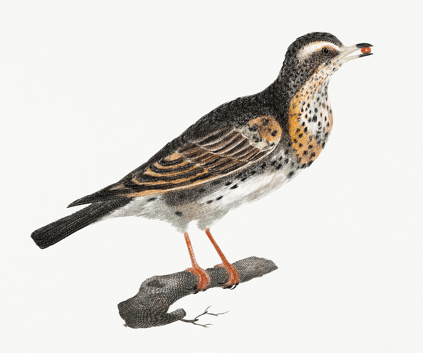 A Thrush by Johan Teyler (1648-1709). Original from Rijks Museum. Digitally enhanced by rawpixel. A Thrush by Johan Teyler (1648-1709). Original from Rijks Museum. Digitally enhanced by rawpixel.