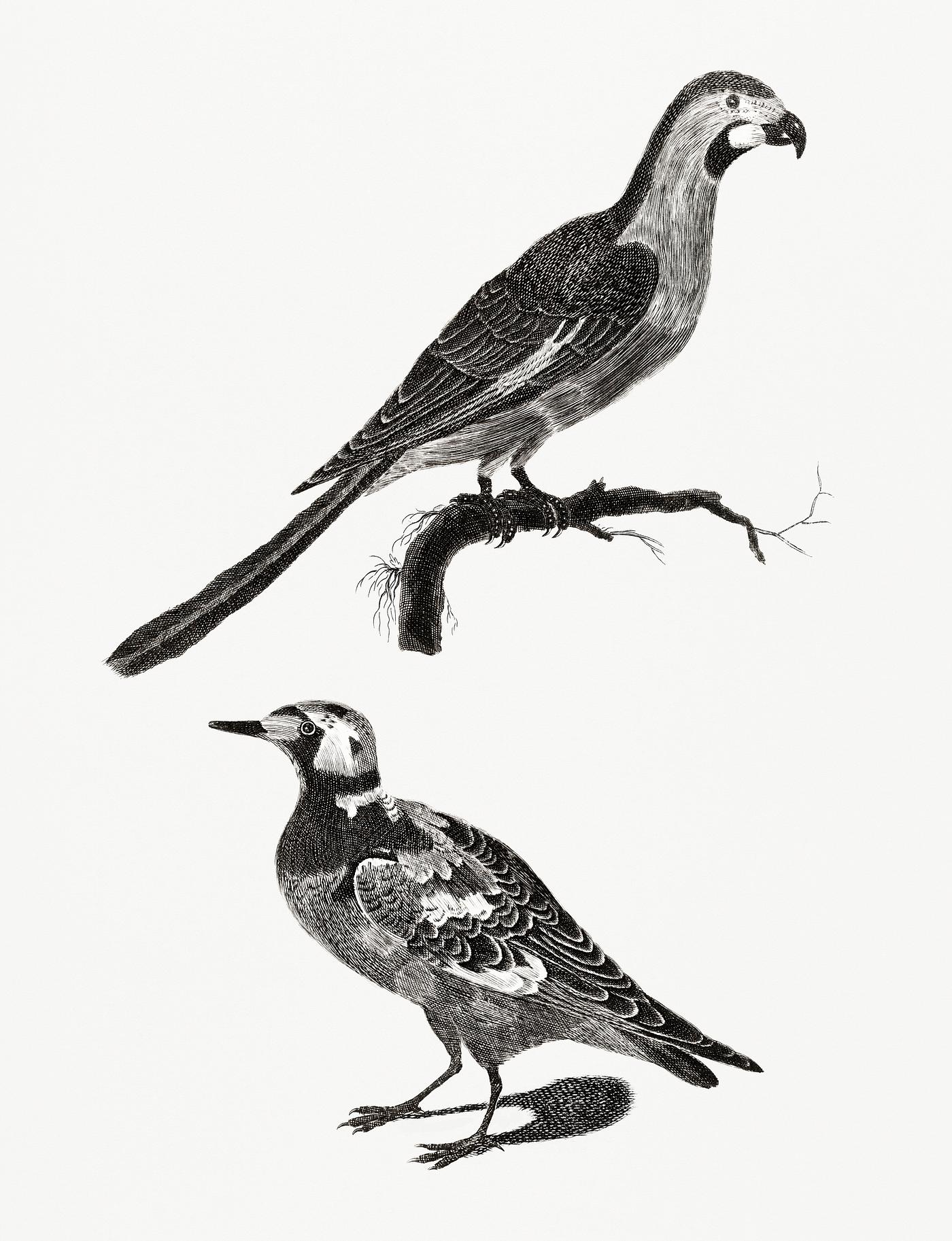 A Parrot and a Ruddy Turnstone by Johan Teyler (1648-1709). Original from Rijks Museum. Digitally enhanced by rawpixel. A Parrot and a Ruddy Turnstone by Johan Teyler (1648-1709). Original from Rijks Museum. Digitally enhanced by rawpixel.
