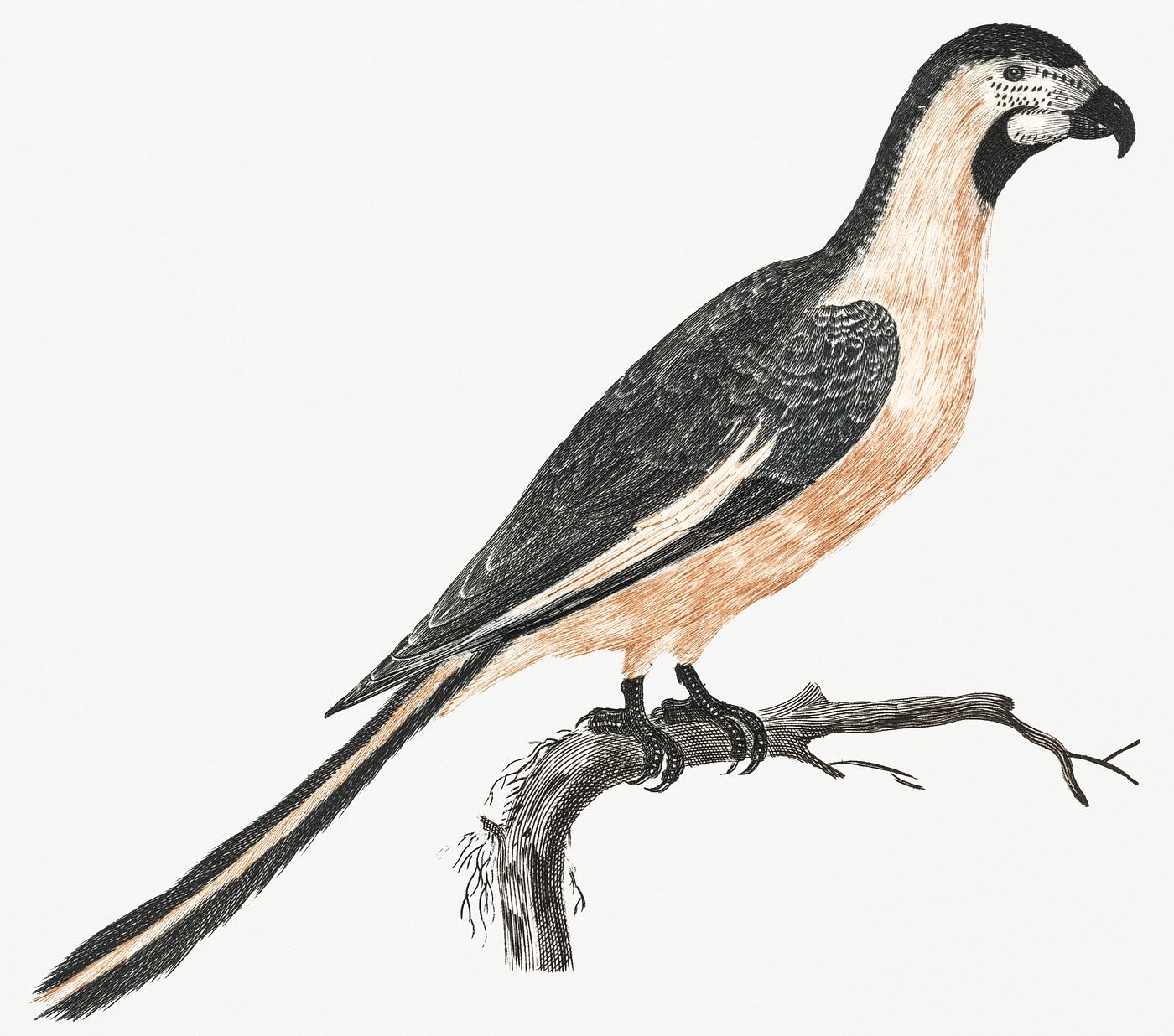 A Parrot by Johan Teyler (1648-1709). Original from Rijks Museum. Digitally enhanced by rawpixel. A Parrot by Johan Teyler (1648-1709). Original from Rijks Museum. Digitally enhanced by rawpixel.