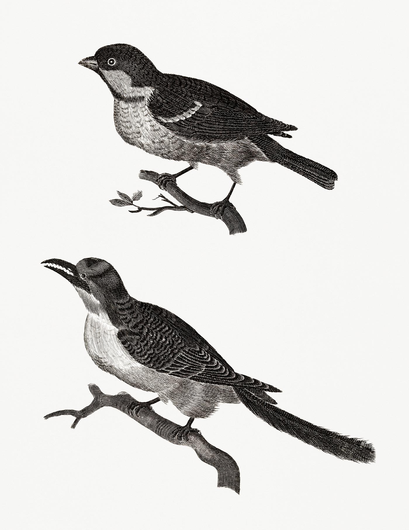 Sparrow an a bird with serrated beak by Johan Teyler. (1648-1709) Original from Rijks Museum. Digitally enhanced by rawpixel. Sparrow an a bird with serrated beak by Johan Teyler. (1648-1709) Original from Rijks Museum. Digitally enhanced by rawpixel.
