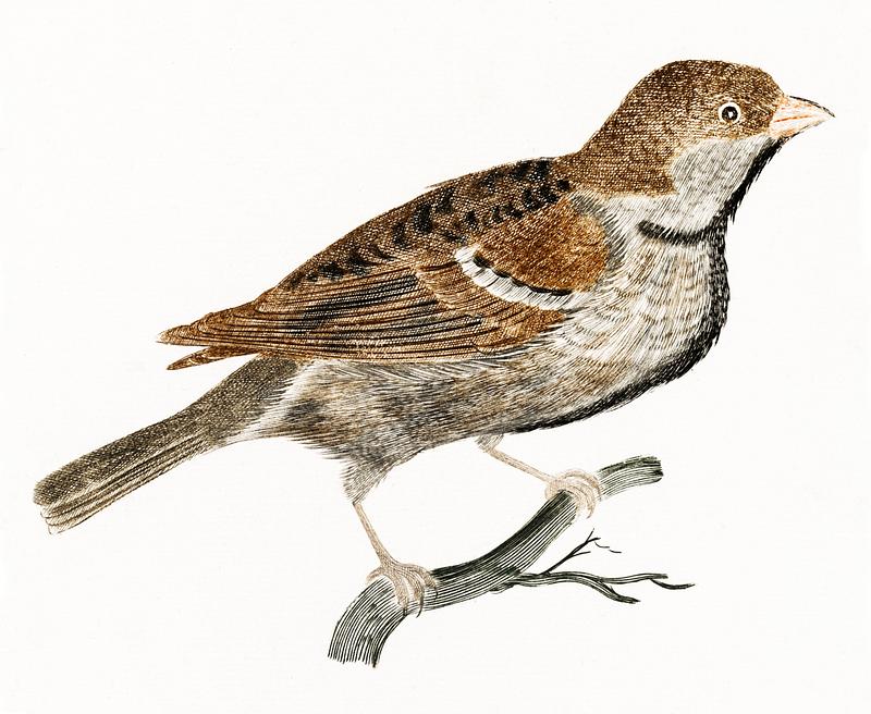A Sparrow by Johan Teyler (1648-1709). Original from The Rijksmuseum. Digitally enhanced by rawpixel. A Sparrow by Johan Teyler (1648-1709). Original from The Rijksmuseum. Digitally enhanced by rawpixel.