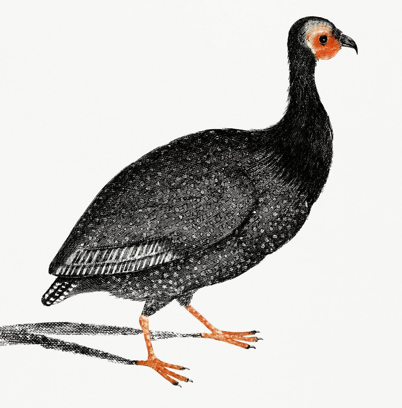 A Guinea Fowl by Johan Teyler (1648-1709). Original from Rijks Museum. Digitally enhanced by rawpixel. A Guinea Fowl by Johan Teyler (1648-1709). Original from Rijks Museum. Digitally enhanced by rawpixel.