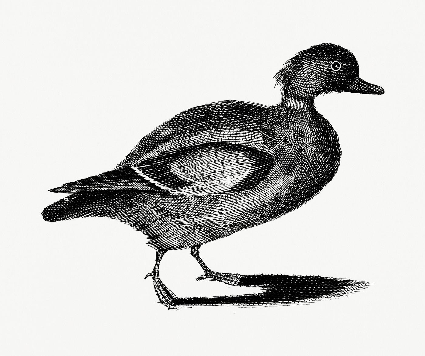 Duck by Johan Teyler (1648-1709). Original from Rijks Museum. Digitally enhanced by rawpixel. Duck by Johan Teyler (1648-1709). Original from Rijks Museum. Digitally enhanced by rawpixel.
