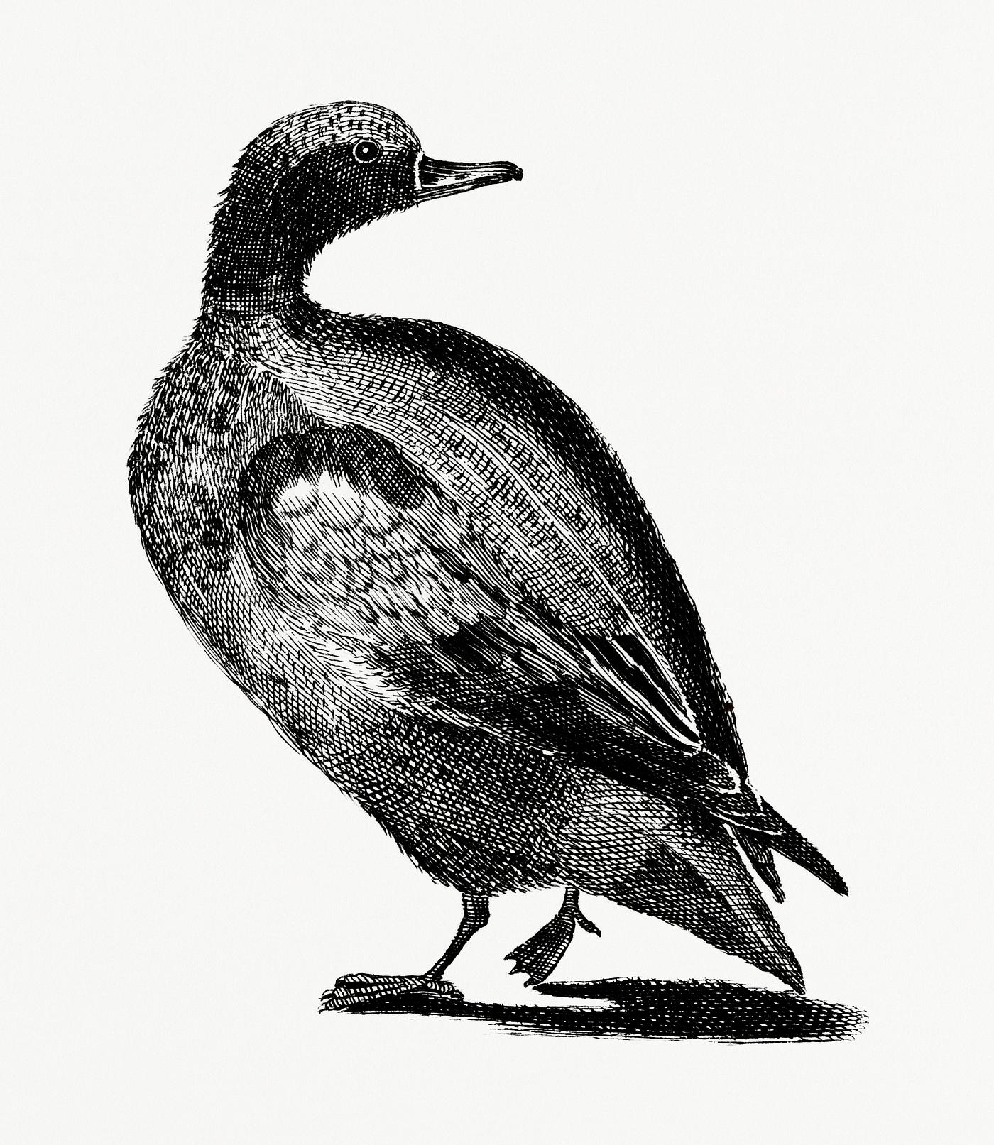 Duck by Johan Teyler (1648-1709). Original from Rijks Museum. Digitally enhanced by rawpixel. Duck by Johan Teyler (1648-1709). Original from Rijks Museum. Digitally enhanced by rawpixel.