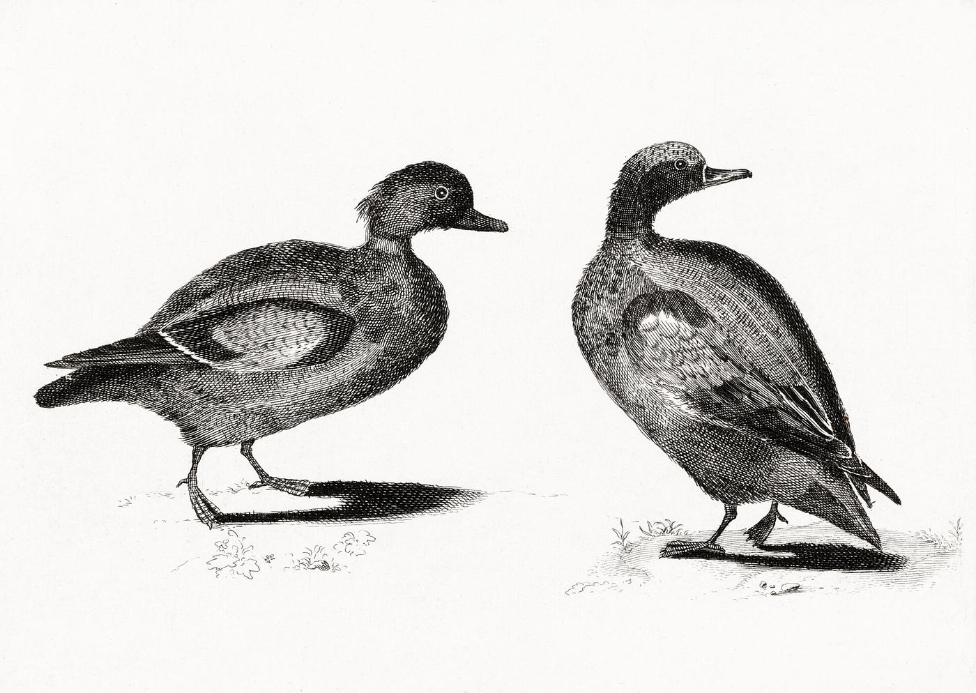 Ducks by Johan Teyler (1648-1709). Original from The Rijksmuseum. Digitally enhanced by rawpixel. Ducks by Johan Teyler (1648-1709). Original from The Rijksmuseum. Digitally enhanced by rawpixel.